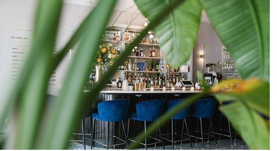 A café back bar seen through the leaves of a plant, bottles stepped along the shelf and stools drawn up to the counter.